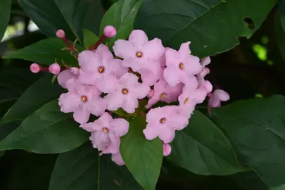 Luculia gratissima plant.