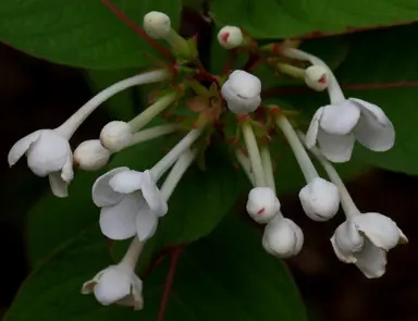 luculia-grandifolia-