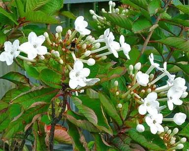 luculia-grandifolia-1