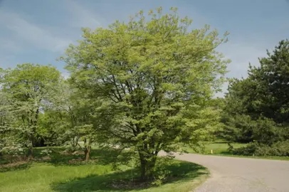 Maackia amurensis tree with lush green foliage.