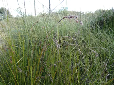 Machaerina rubiginosa grass.