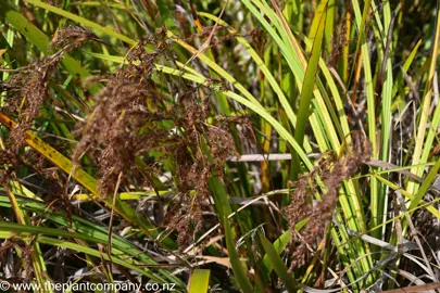 Machaerina sinclairii growing in a garden.