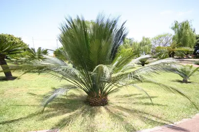 macrozamia-communis-1