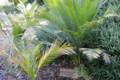 macrozamia-communis-2