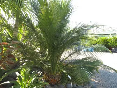 macrozamia-communis-3