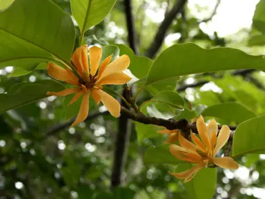 Magnolia champaca yellow flowers on a tree.