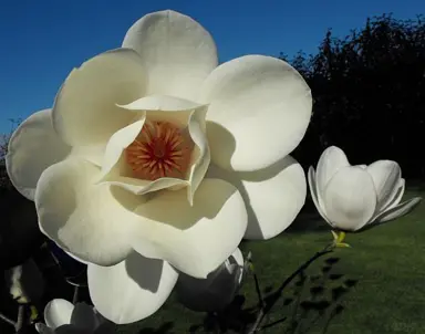 magnolia-campbellii-david-clulow-