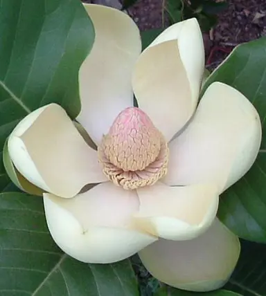 A large and beautiful Magnolia delavayi cream-coloured flower.