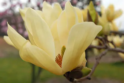 Magnolia 'Elizabeth' yellow flower.