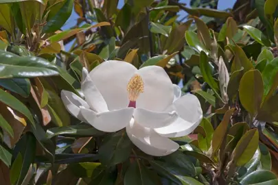 magnolia-grandiflora-exmouth-