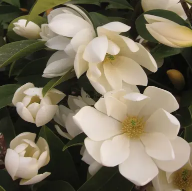 Magnolia 'Fairy Cream' flowers.