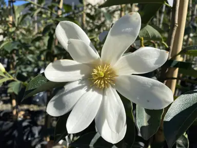 Magnolia Fairy White trees with elegant, white flowers.