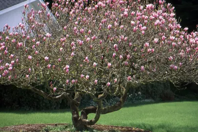 Magnolia liliiflora tree covered in flowers.