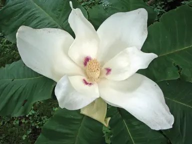 Magnolia macrophylla cream-coloured flower and lush green foliage.