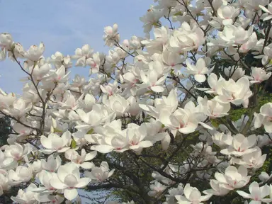 Masses of Magnolia 'Manchu Fan' flowers on a large tree.