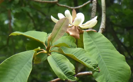 Magnolia rostrata green foliage and cream-coloured flower.