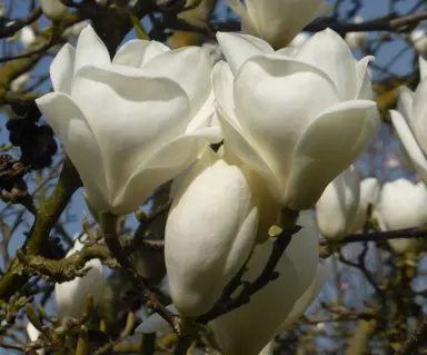 Magnolia soulangeana 'Alba' bearing white flowers.