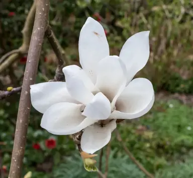 White flowers on Magnolia soulangeana 'Alba'