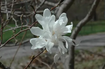 Magnolia 'Spring Snow' white flowers in spring.