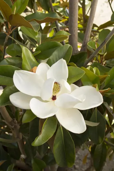 magnolia-st-mary-