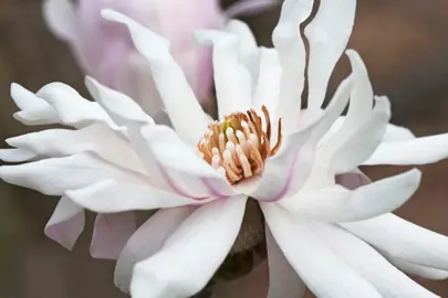 An elegant Magnolia stellata 'Centennial' flower.