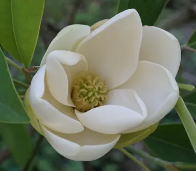 Magnolia virginiana white flower.