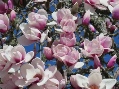 magnolia-athene-5