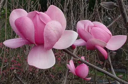 magnolia-brixton-belle-2