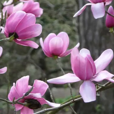 magnolia-campbellii-