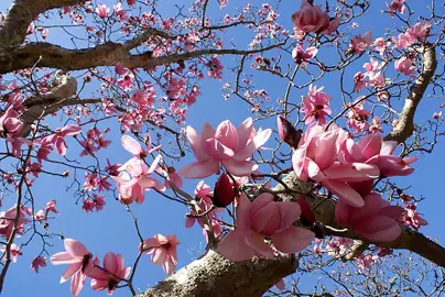 magnolia-campbellii-1