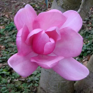 magnolia-campbellii-3