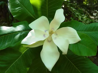 magnolia-dealbata-1