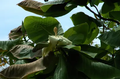 magnolia-dealbata-4