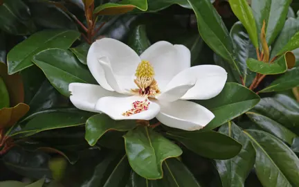 magnolia-grandiflora-