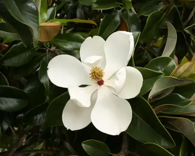 magnolia-grandiflora-1