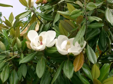 magnolia-grandiflora-2