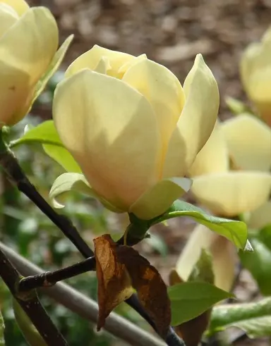 magnolia-honey-tulip-1