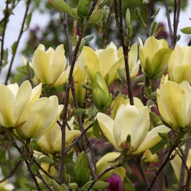 magnolia-hot-flash-4