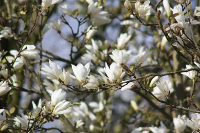 magnolia-kobus-2