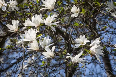 magnolia-kobus-4