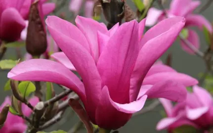 magnolia-margaret-helen-