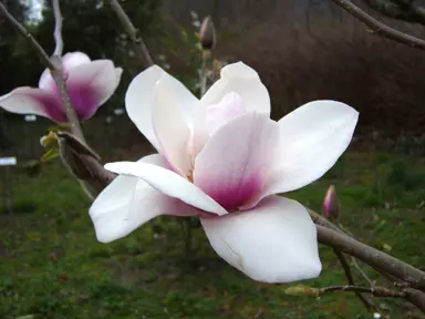 magnolia-milky-way-1