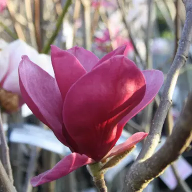 magnolia-red-as-red-1