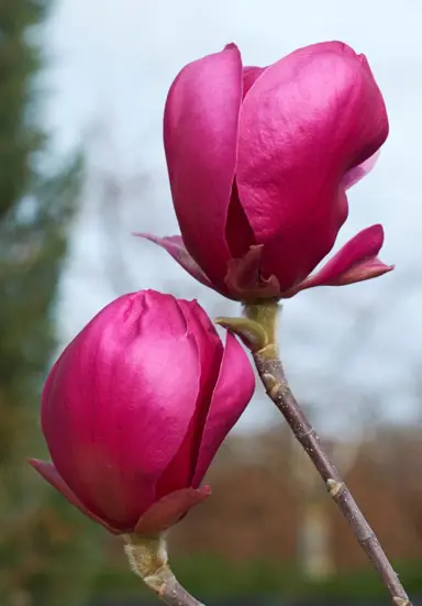 magnolia-red-as-red-2