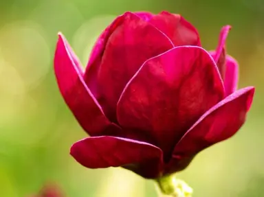 magnolia-red-as-red-3