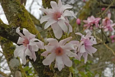 magnolia-sargentiana-robusta-