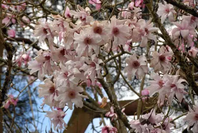 magnolia-sargentiana-robusta-1