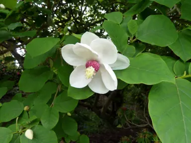 magnolia-sieboldii-