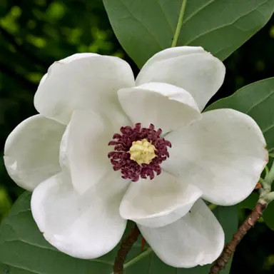 magnolia-sieboldii-1