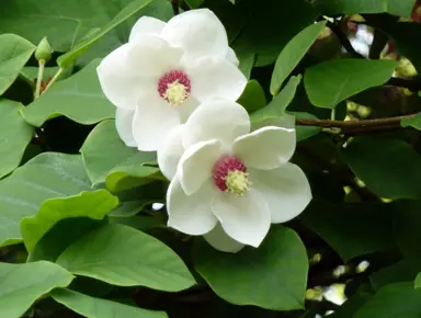 magnolia-sieboldii-2